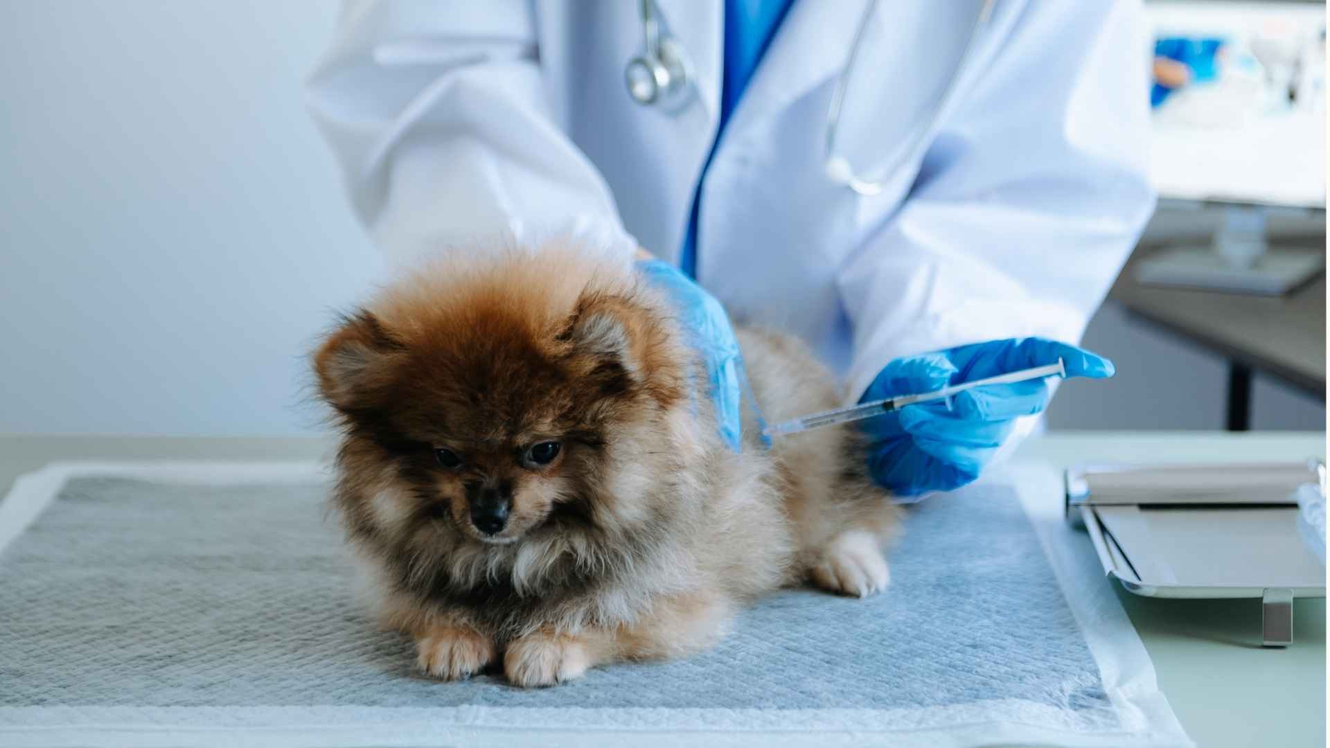 Nolotil perro con fiebre